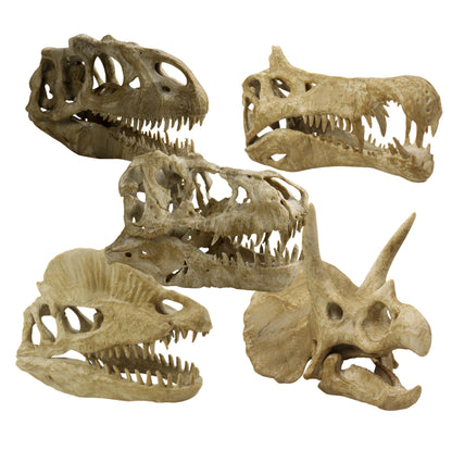 Dinosaurs fossils pack 9.2"/23.5cm Length: T-rex skull, Velociraptor, Allosaurus, Spinosaurus, Triceratops, Dilophosaurus etc