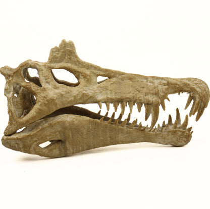 Handpainted Spinosaurus Skull Replica: Aged Dinosaur Fossil Decor