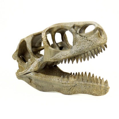 Utahraptor Skull, Dinosaur Fossil Seplica, Prehistoric decor, Gift for dinosaur lovers