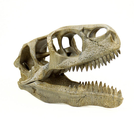 Utahraptor Skull, Dinosaur Fossil Seplica, Prehistoric decor, Gift for dinosaur lovers
