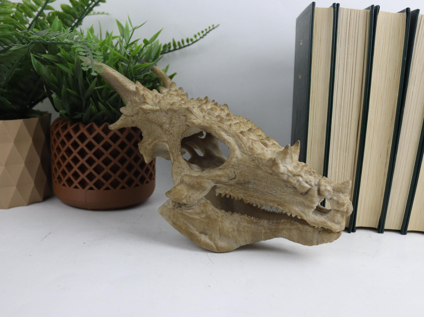 Dracorex Aged Skul,Dragon Skull Decor, Dinosaur Fossil Replica