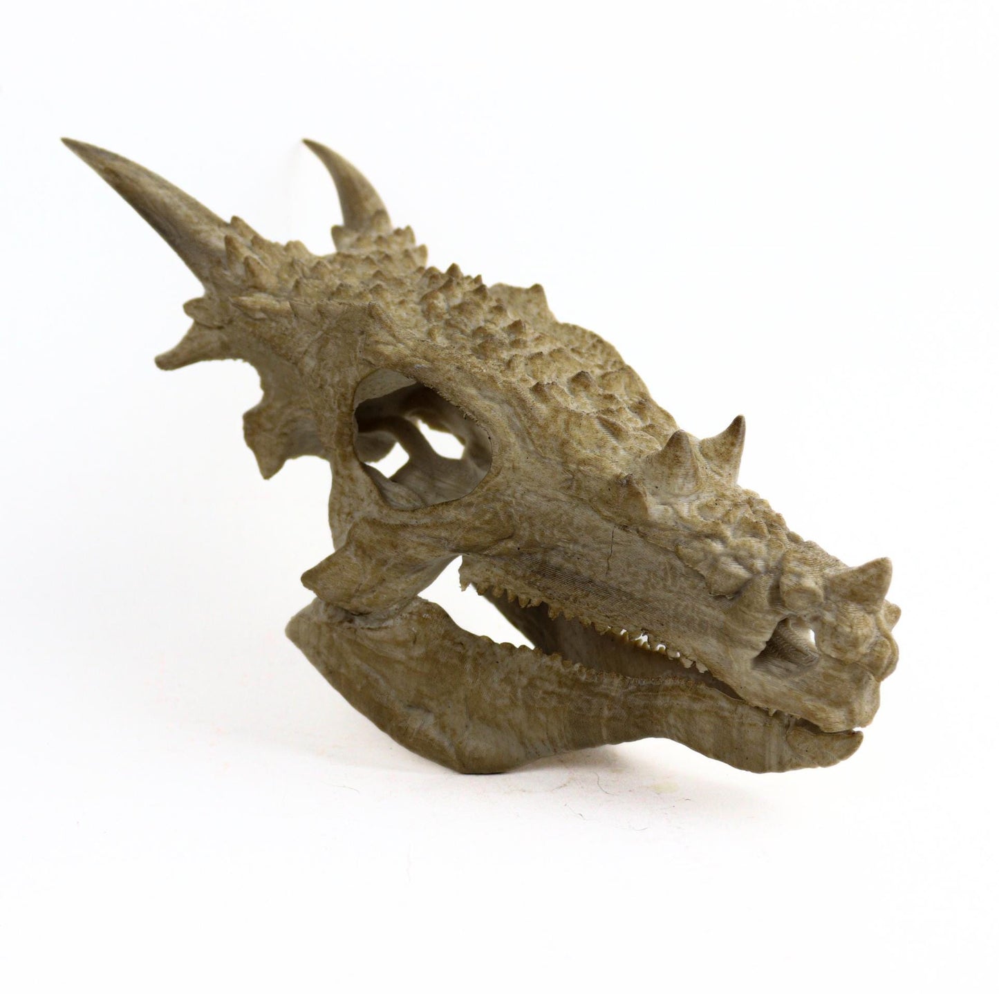 Dracorex Aged Skul,Dragon Skull Decor, Dinosaur Fossil Replica