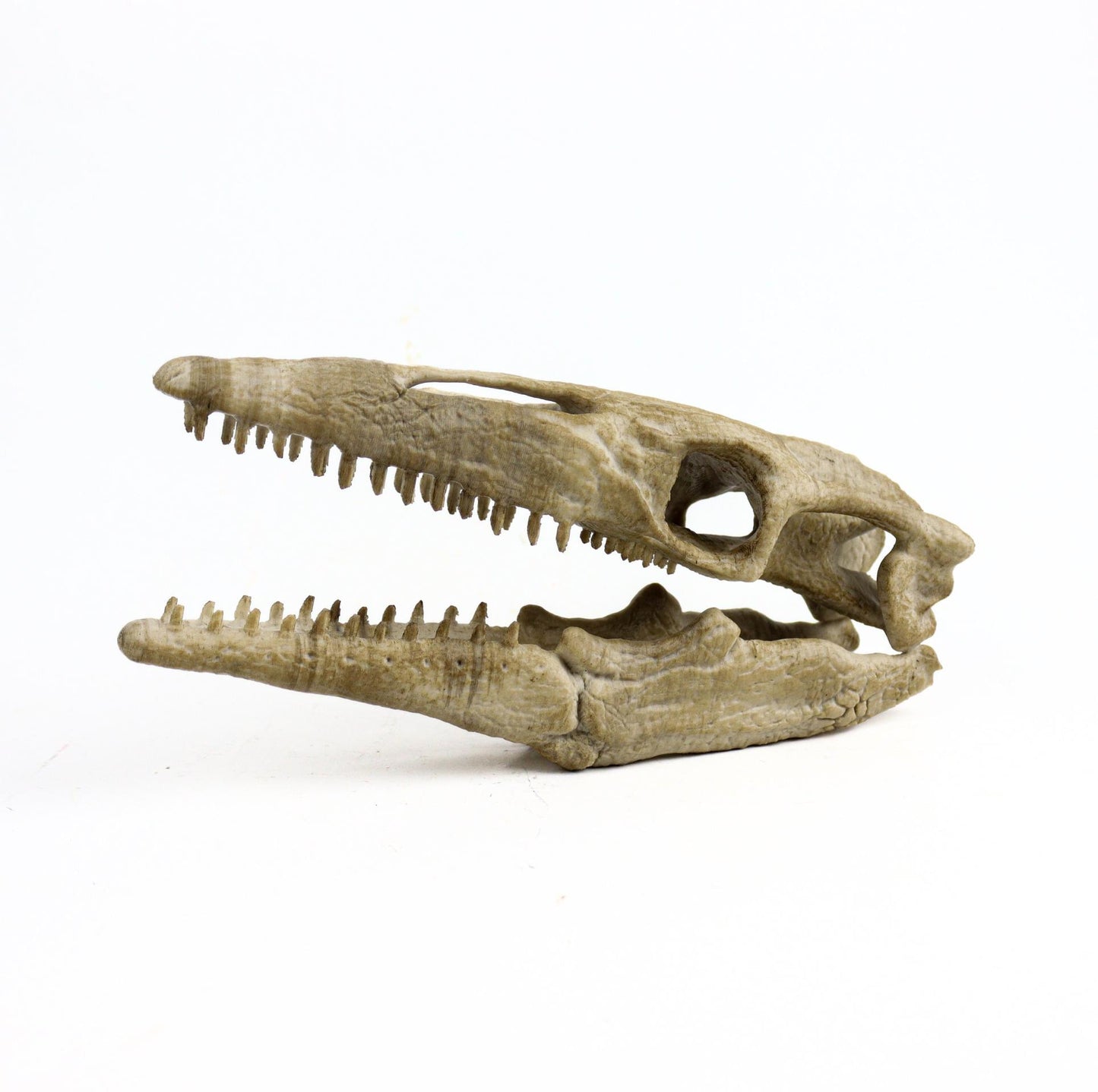 Mosasaurus Skull, Aged Reptile Skull Replica, Prehistoric Dinosaur Fossil Decor, Jurassic Collectible Gift