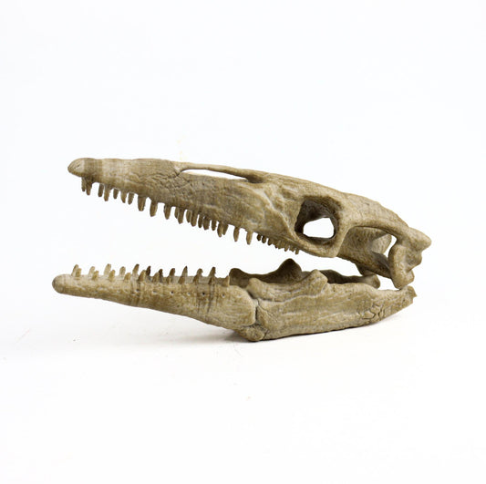 Mosasaurus Skull, Aged Reptile Skull Replica, Prehistoric Dinosaur Fossil Decor, Jurassic Collectible Gift