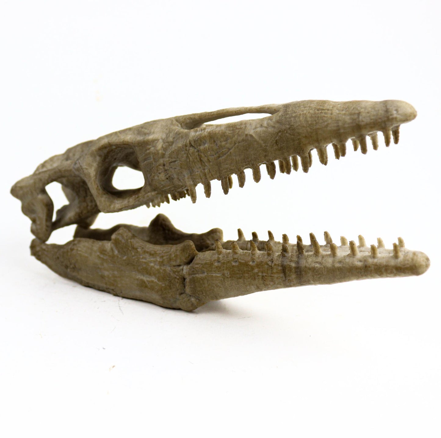 Mosasaurus Skull, Aged Reptile Skull Replica, Prehistoric Dinosaur Fossil Decor, Jurassic Collectible Gift