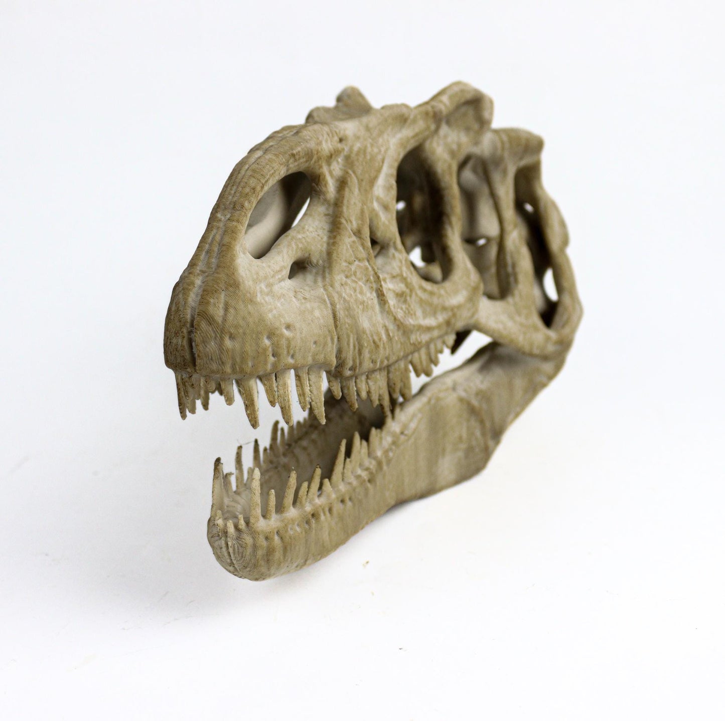 Allosaurus skull, Dinosaur Aged Skull Replica, Prehistoric Dinosaur Fossil Decor, Jurassic Collectible Gift