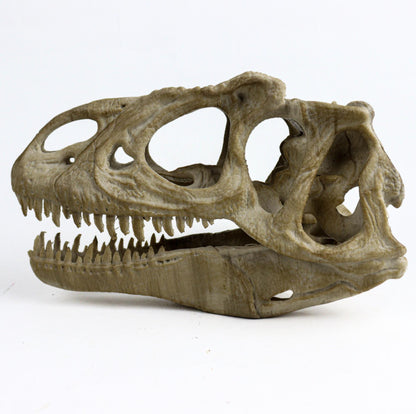 Allosaurus skull, Dinosaur Aged Skull Replica, Prehistoric Dinosaur Fossil Decor, Jurassic Collectible Gift