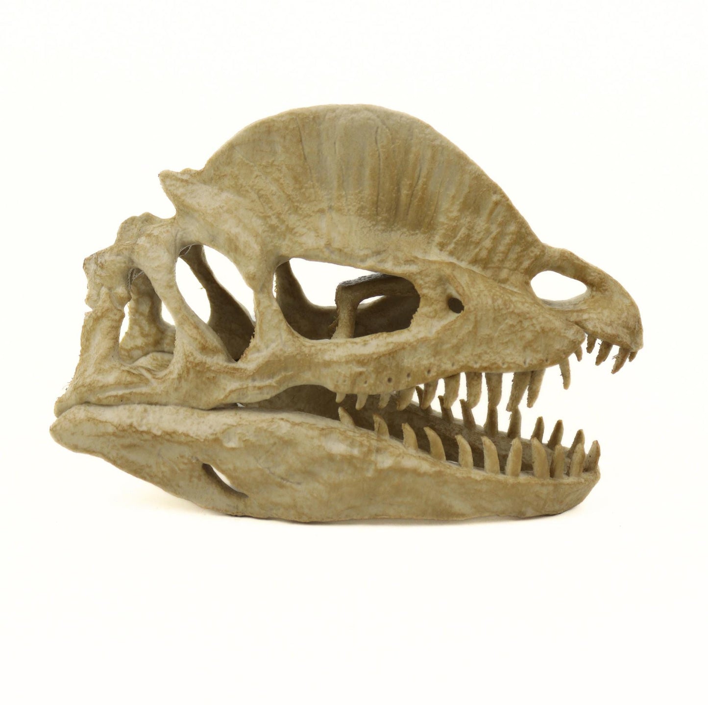 Dilophosaurus Aged Skull, Dinosaur Realistic Skull Replica, Prehistoric Dinosaur Fossil Decor, Jurassic Collectible Gift