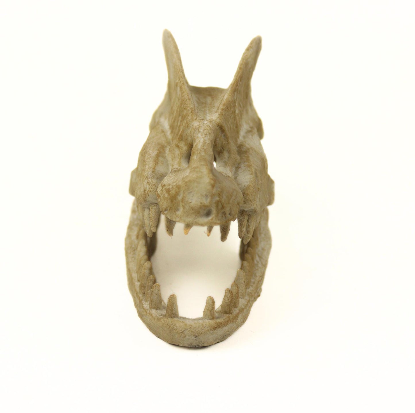 Dilophosaurus Aged Skull, Dinosaur Realistic Skull Replica, Prehistoric Dinosaur Fossil Decor, Jurassic Collectible Gift
