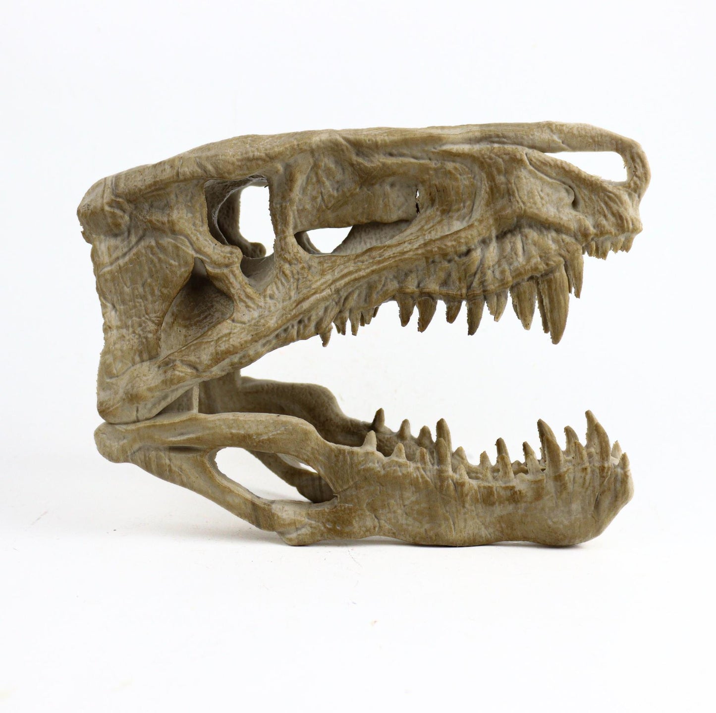 Postosuchus Kkull, Aged Reptile Skull Replica, Prehistoric Dinosaur Fossil Decor, Jurassic Collectible Gift