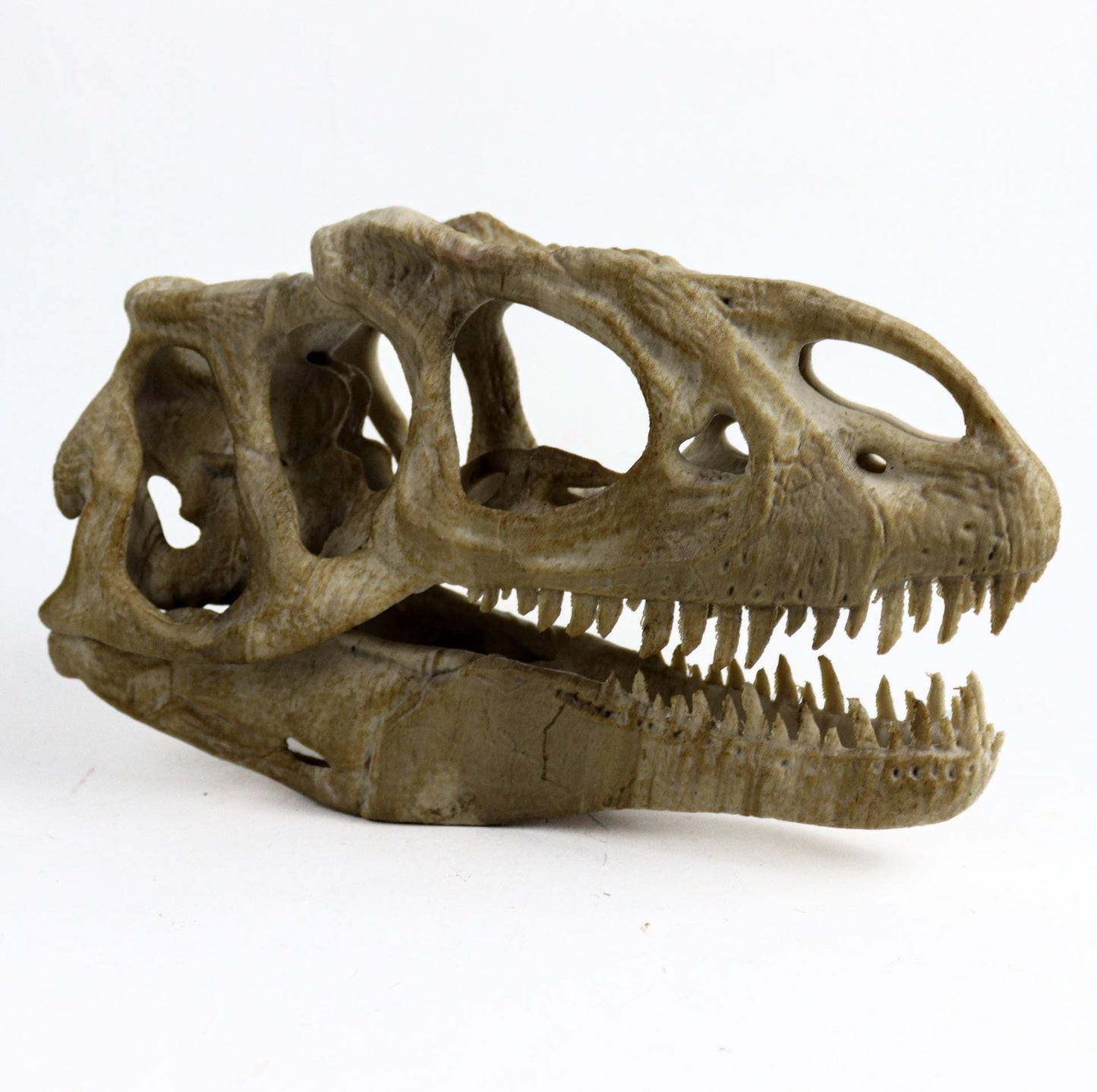 Allosaurus skull, Dinosaur Aged Skull Replica, Prehistoric Dinosaur Fossil Decor, Jurassic Collectible Gift
