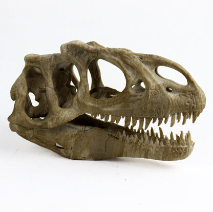 Allosaurus skull, Dinosaur Aged Skull Replica, Prehistoric Dinosaur Fossil Decor, Jurassic Collectible Gift