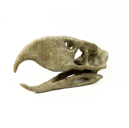 Phorusrhacos Skull Replica, Prehistoric Terror Bird Fossil Decor