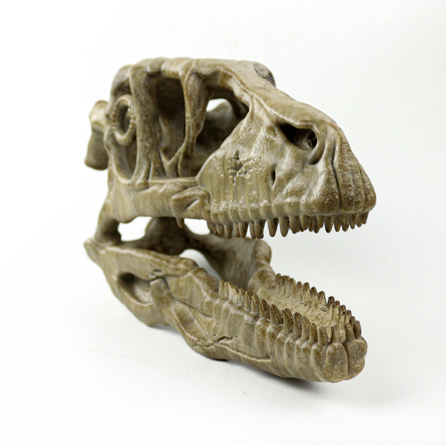 Deinonychus skull, Museum style raptor fossil sculpture for home or office decor