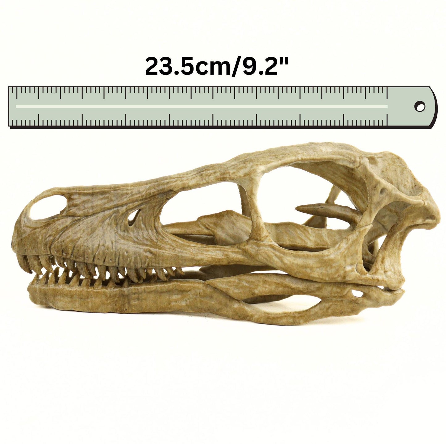 Velociraptor skull, Velociraptor Handpainted Aged Skull Replica, Prehistoric Dinosaur Fossil Decor, Jurassic Collectible Gift