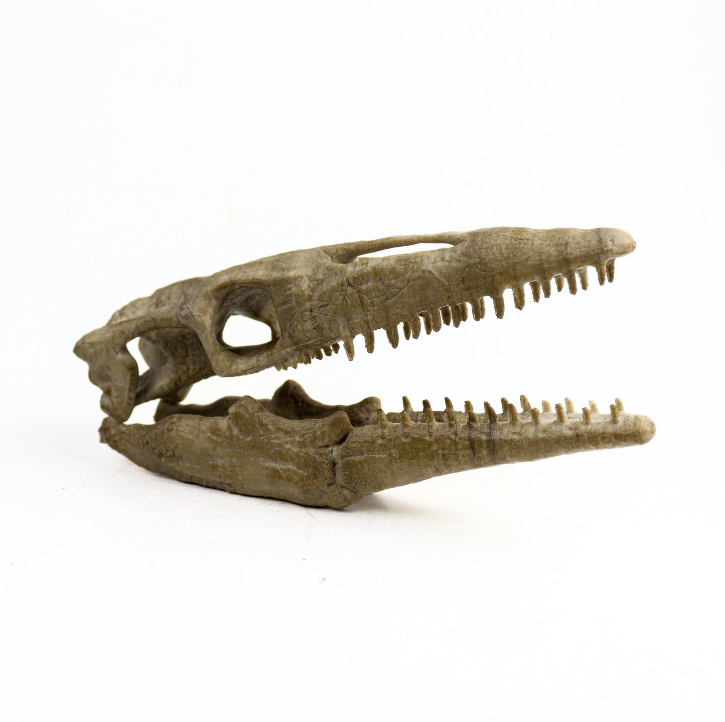 Mosasaurus Skull, Aged Reptile Skull Replica, Prehistoric Dinosaur Fossil Decor, Jurassic Collectible Gift
