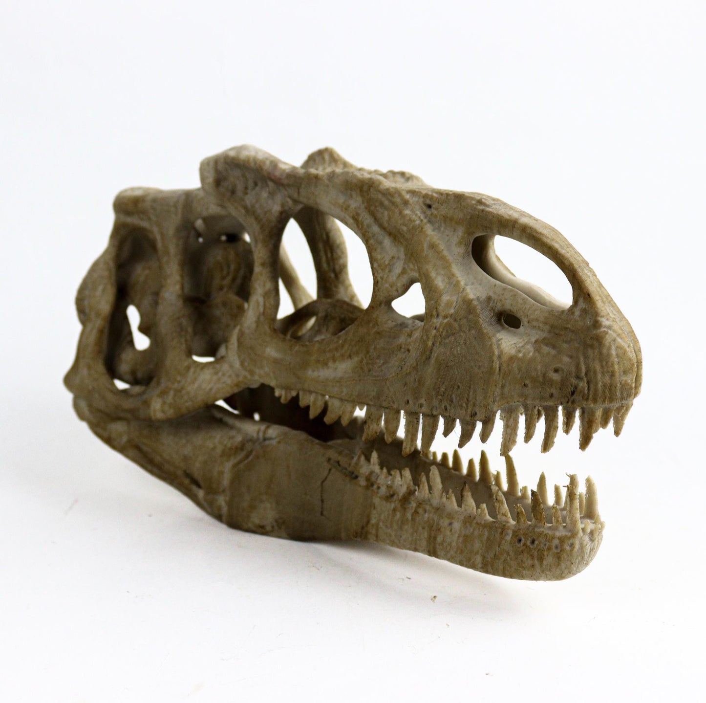 Allosaurus skull, Dinosaur Aged Skull Replica, Prehistoric Dinosaur Fossil Decor, Jurassic Collectible Gift