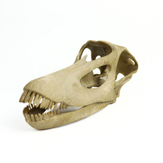 Diplodocus skull, Diplodocus Handpainted Aged Skull Replica, Prehistoric Dinosaur Fossil Decor, Jurassic Collectible Gift