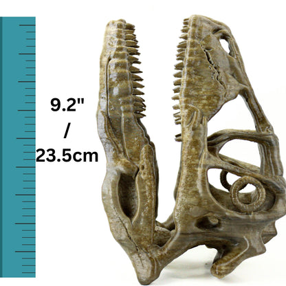 Deinonychus skull, Museum style raptor fossil sculpture for home or office decor