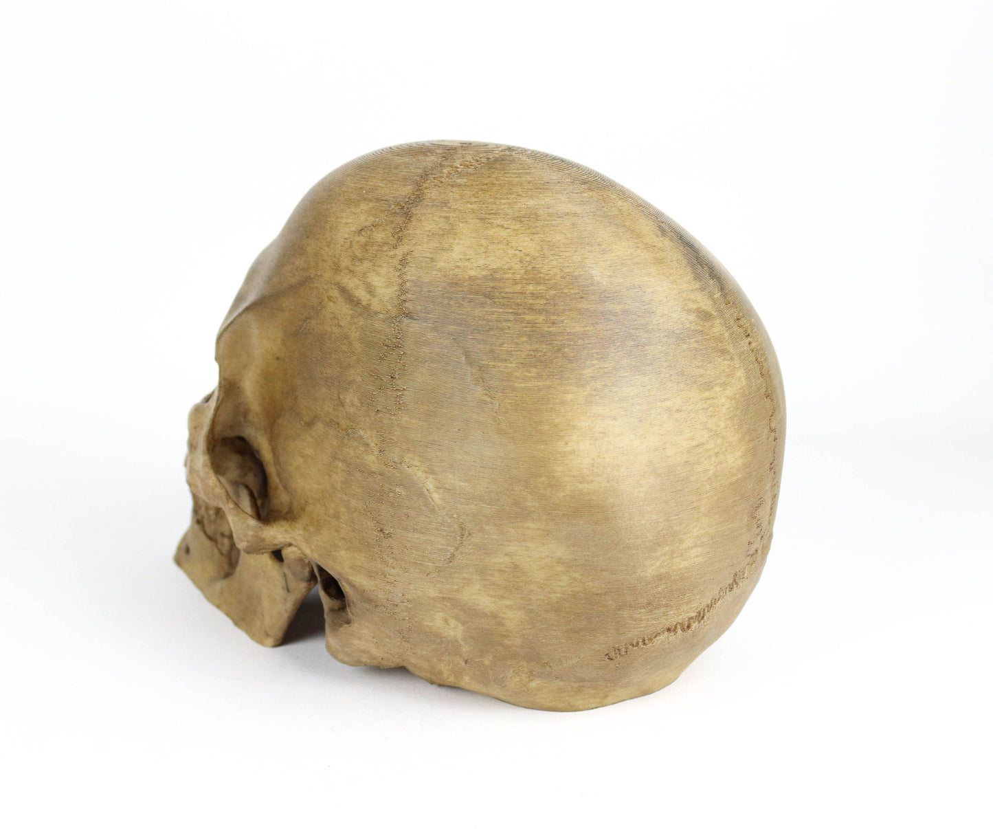 Aged Human Skull Decor, Lifesize Horror Prop, Headphone Holder Decoration
