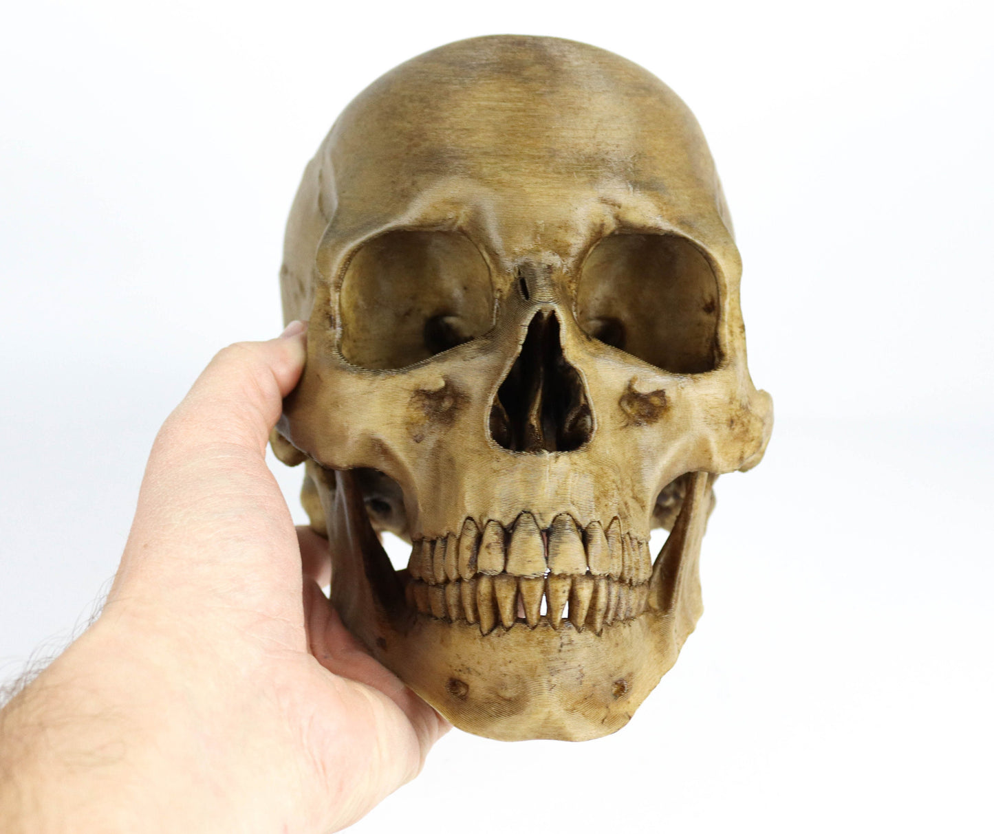 Aged Human Skull Headphone Holder, Skull Horror Decor Headphone stand