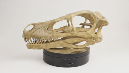 Velociraptor skull, Velociraptor Handpainted Aged Skull Replica, Prehistoric Dinosaur Fossil Decor, Jurassic Collectible Gift