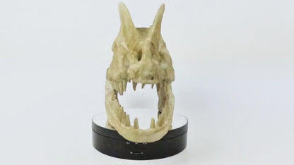 Dilophosaurus Aged Skull, Dinosaur Realistic Skull Replica, Prehistoric Dinosaur Fossil Decor, Jurassic Collectible Gift