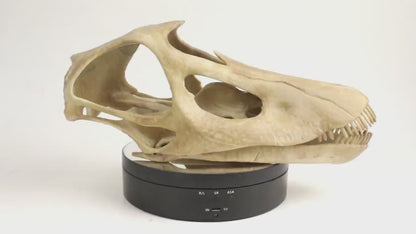 Diplodocus skull, Diplodocus Handpainted Aged Skull Replica, Prehistoric Dinosaur Fossil Decor, Jurassic Collectible Gift
