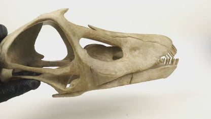 Dinosaurs fossils pack 9.2"/23.5cm Length: T-rex skull, Velociraptor, Allosaurus, Spinosaurus, Triceratops, Dilophosaurus etc