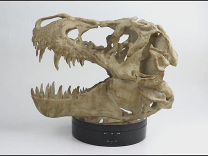 T-rex skull, TRex Aged Skull Replica, Prehistoric Dinosaur Fossil Decor, Jurassic Collectible Gift